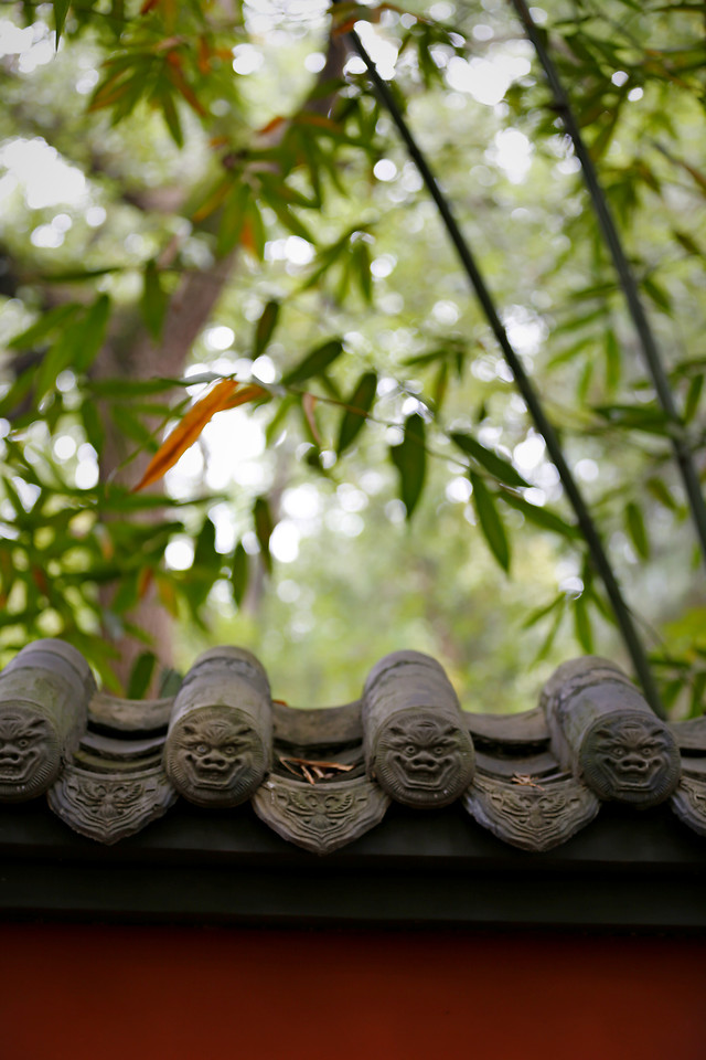 nature-flora-flower-leaf-tree 图片素材