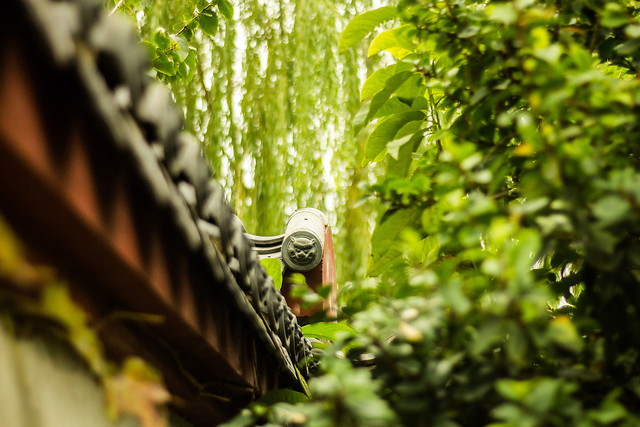 leaf-wood-garden-tree-nature 图片素材