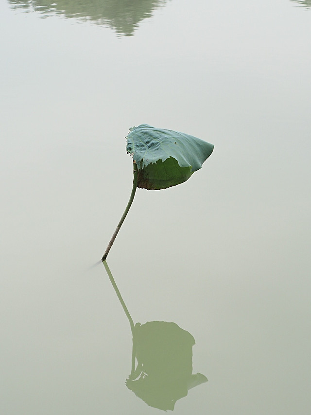 no-person-water-leaf-nature-one picture material