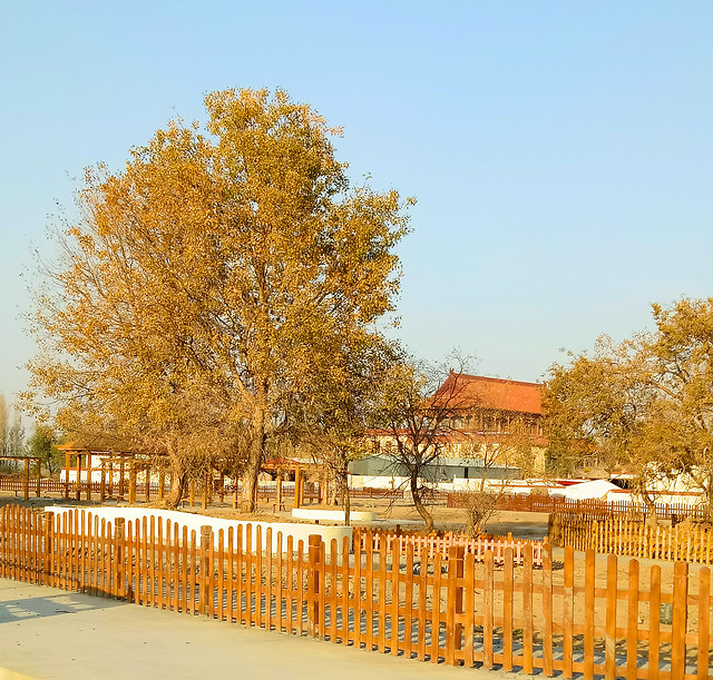 fall-fence-tree-wood-no-person picture material