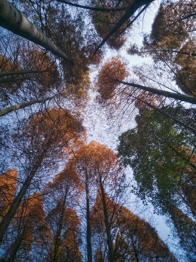 tree-wood-landscape-fall-winter picture material