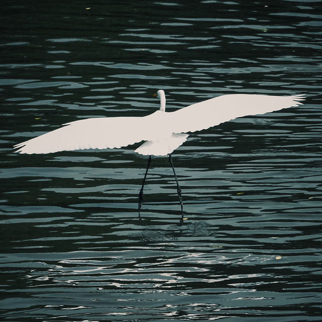 bird-water-wildlife-nature-sea 图片素材