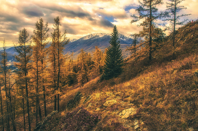 landscape-tree-nature-no-person-wood 图片素材