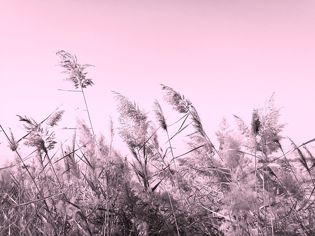 nature-landscape-season-flora-tree 图片素材