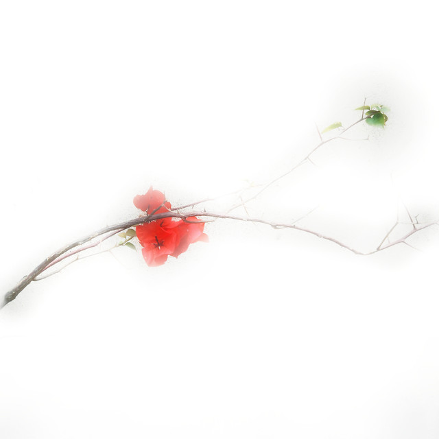 nature-flower-red-disjunct 图片素材