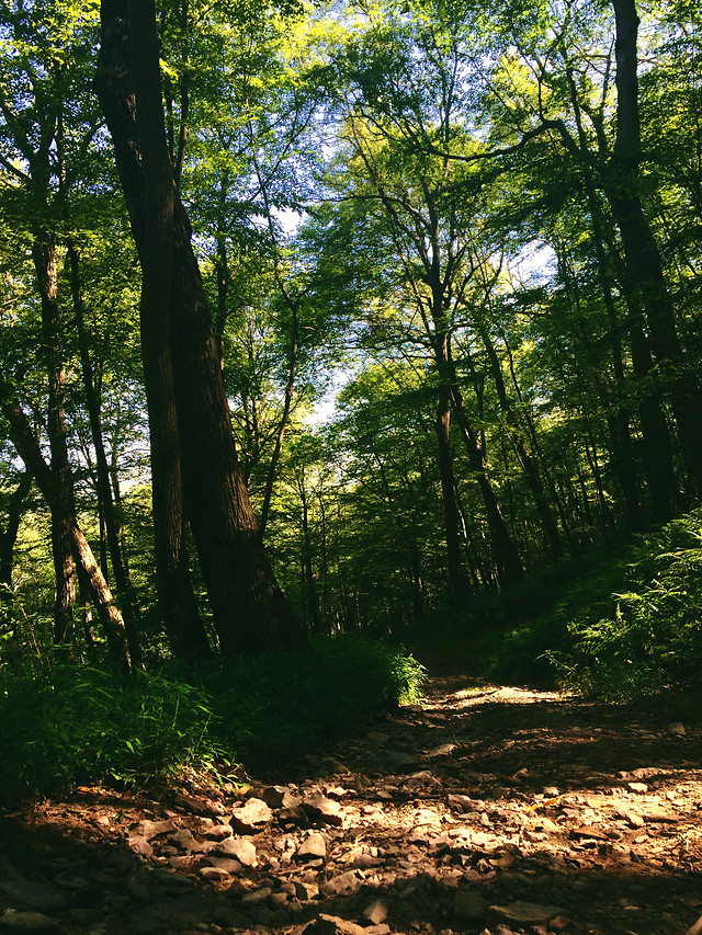 wood-landscape-leaf-no-person-tree picture material