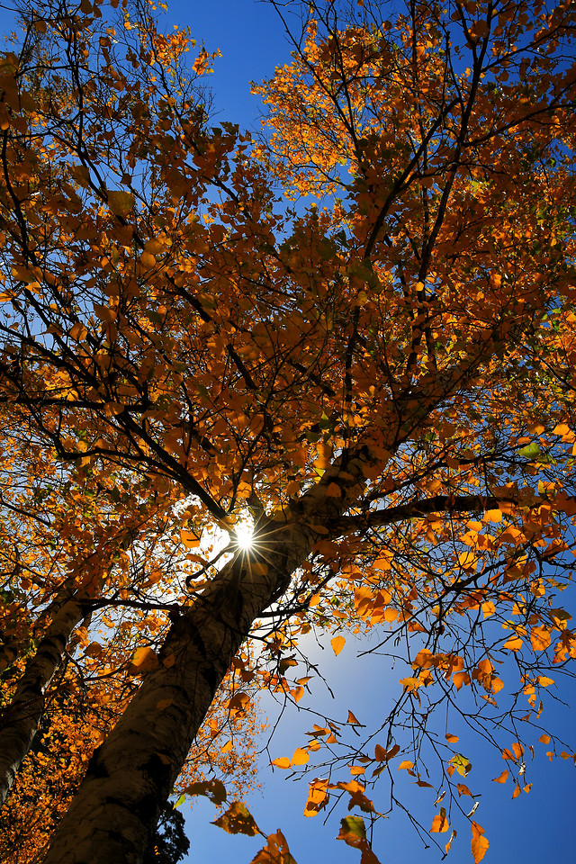 fall-leaf-tree-season-branch picture material