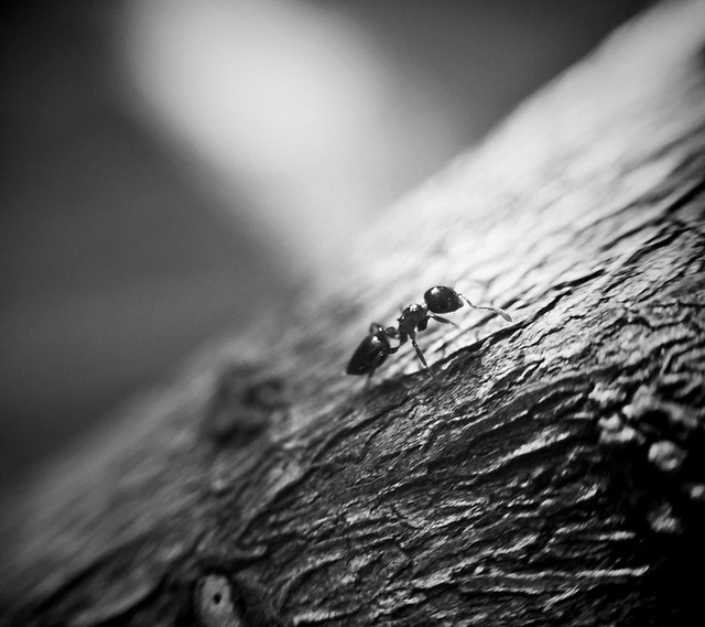 insect-monochrome-nature-wood-spider 图片素材