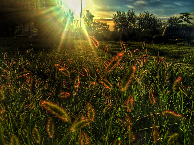 dawn-grass-sun-sunset-landscape picture material