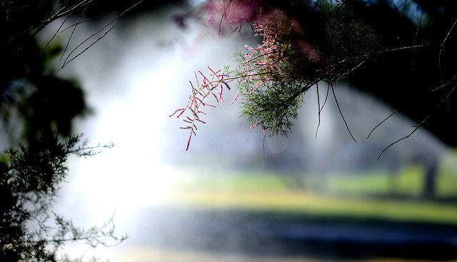 nature-tree-dawn-landscape-no-person 图片素材