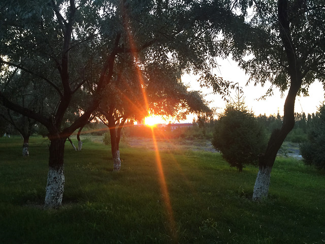 landscape-tree-dawn-sun-no-person 图片素材