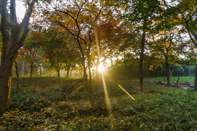 fall-tree-leaf-landscape-wood picture material