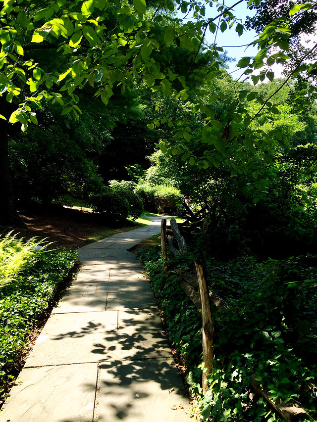 no-person-guidance-nature-leaf-tree picture material