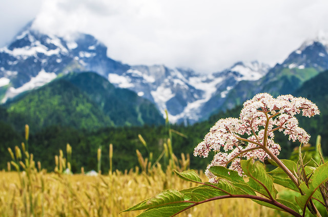 nature-no-person-outdoors-summer-sky picture material