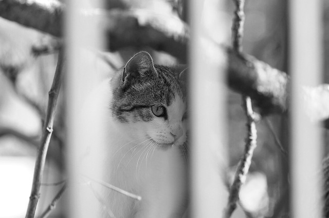 cat-monochrome-portrait-animal-street picture material