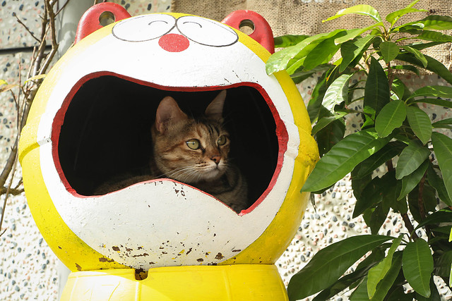 nature-cat-cute-leaf-summer 图片素材