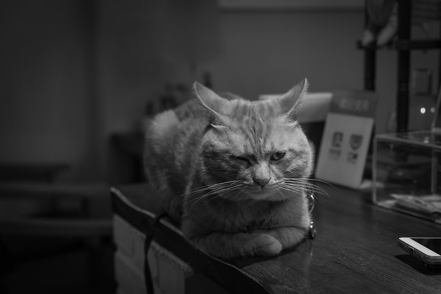 cat-portrait-pet-one-animal picture material