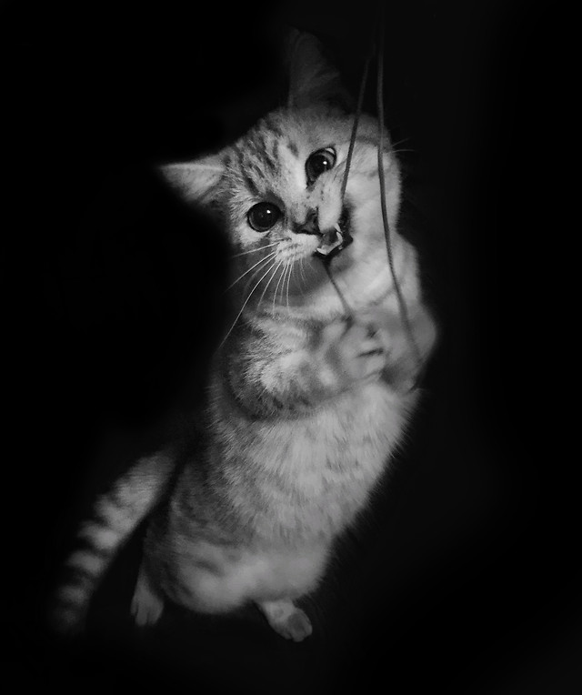 cat-portrait-monochrome-kitten-animal picture material