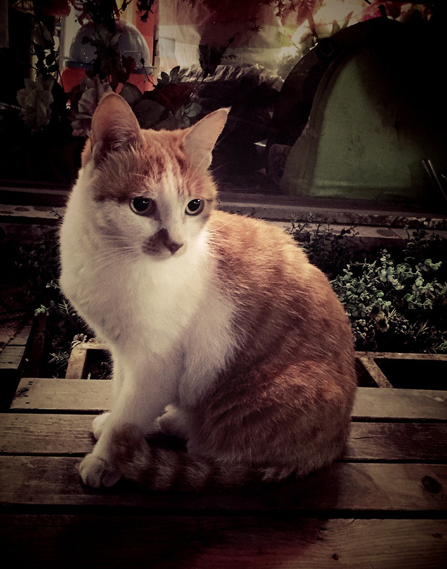 cat-kitten-pet-domestic-animal picture material