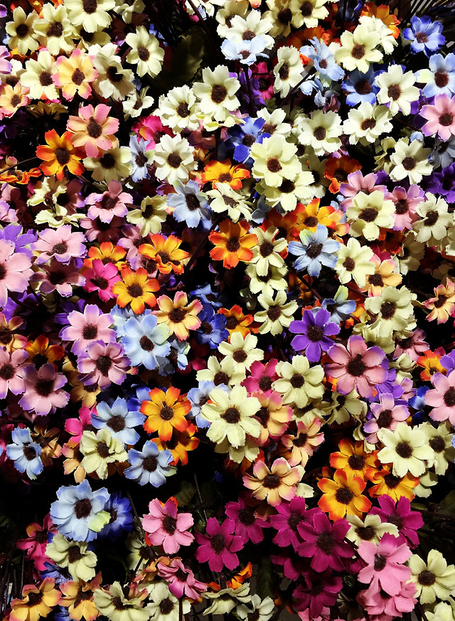 flower-floral-flora-nature-garden picture material