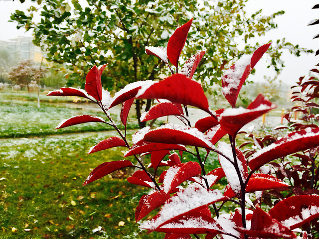 nature-leaf-no-person-outdoors-flora 图片素材