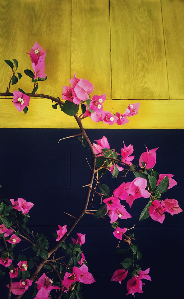 flower-flora-nature-pink-leaf 图片素材