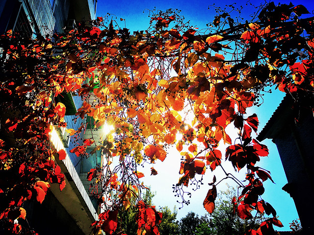 tree-fall-leaf-color-no-person 图片素材