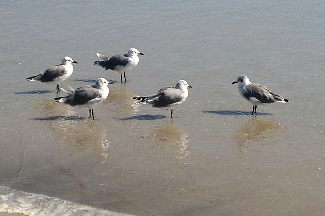 bird-seagulls-wildlife-water-nature picture material