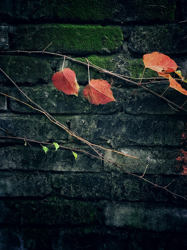 leaf-no-person-fall-desktop-nature 图片素材