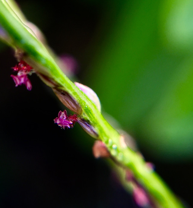 nature-leaf-no-person-insect-rain 图片素材