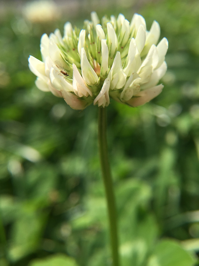 nature-flower-flora-summer-leaf picture material