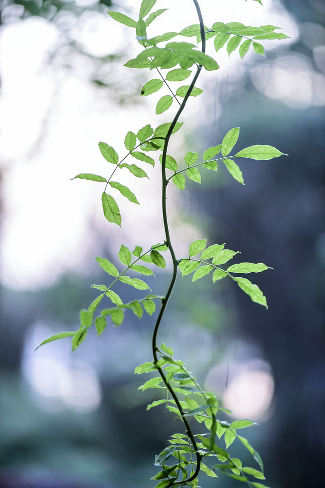 leaf-flora-nature-no-person-growth 图片素材