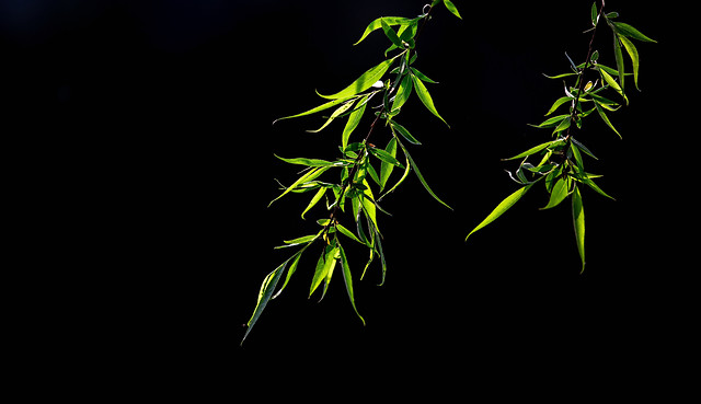 leaf-no-person-nature-flora-desktop 图片素材