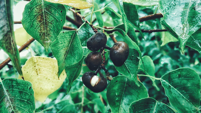 leaf-nature-food-flora-fruit 图片素材