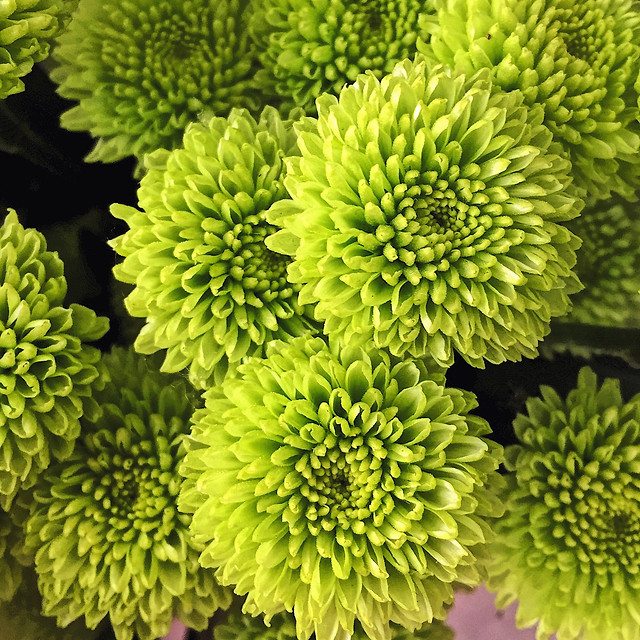 nature-flora-flower-leaf-growth 图片素材