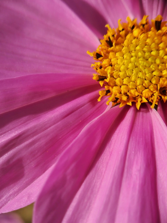 nature-flower-no-person-summer-flora 图片素材