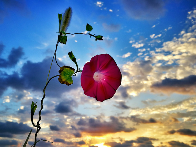 sky-sun-nature-summer-color 图片素材