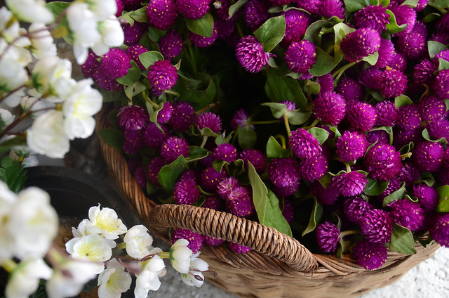 flower-nature-flora-no-person-floral picture material