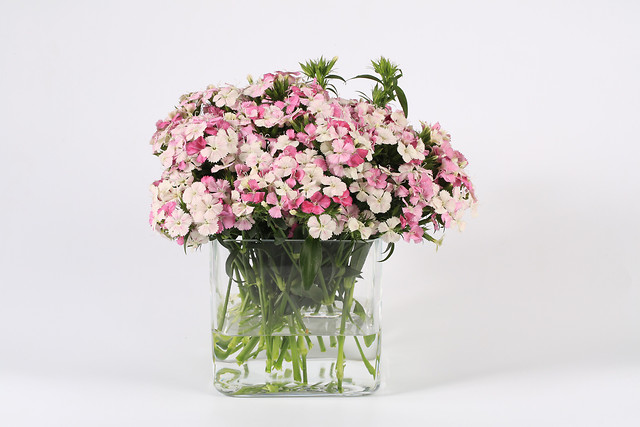 vase-flower-bouquet-leaf-no-person picture material