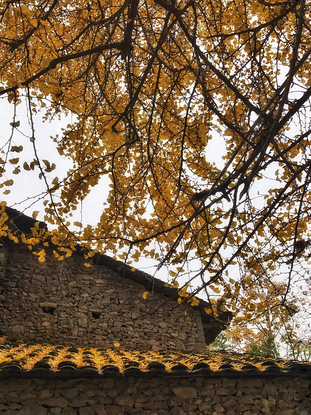 tree-landscape-branch-wood-desktop 图片素材