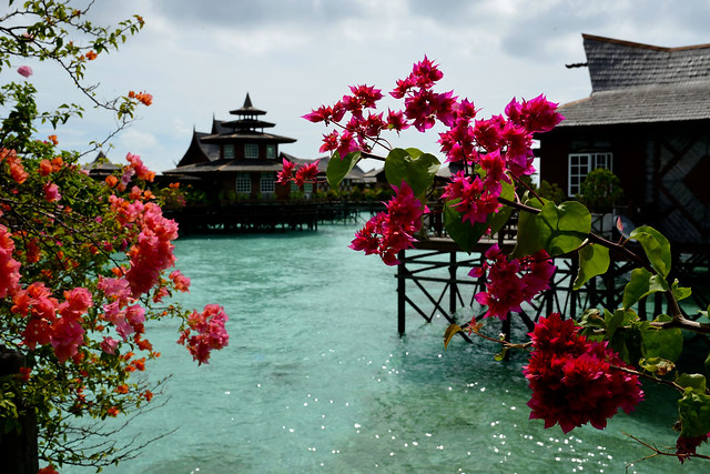flower-garden-no-person-tree-nature 图片素材