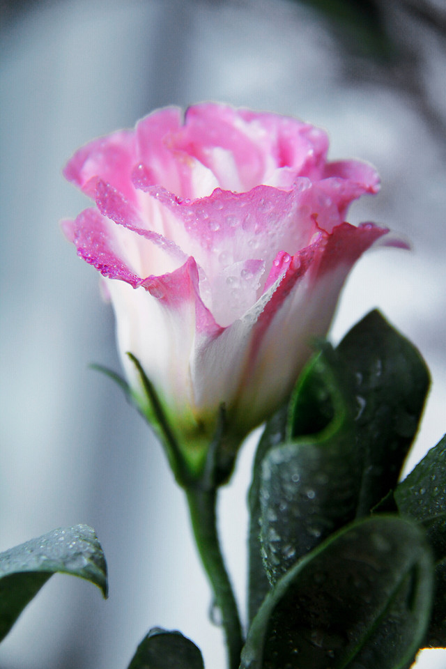 flower-nature-leaf-flora-no-person 图片素材