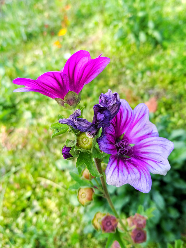 nature-flower-summer-garden-no-person 图片素材