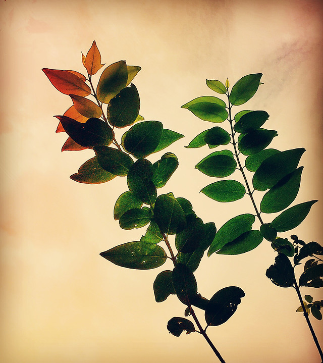 leaf-no-person-flora-nature-flower 图片素材