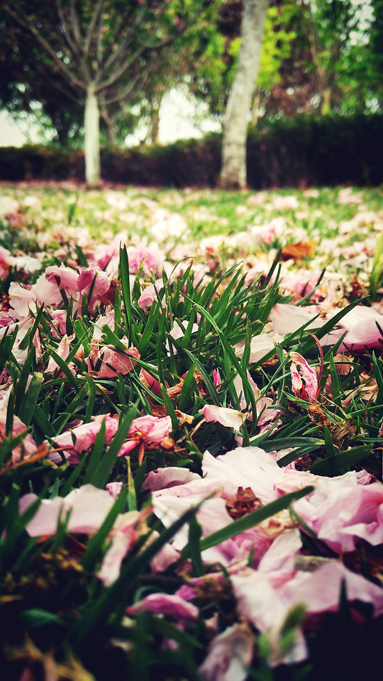 flower-garden-leaf-nature-flora 图片素材