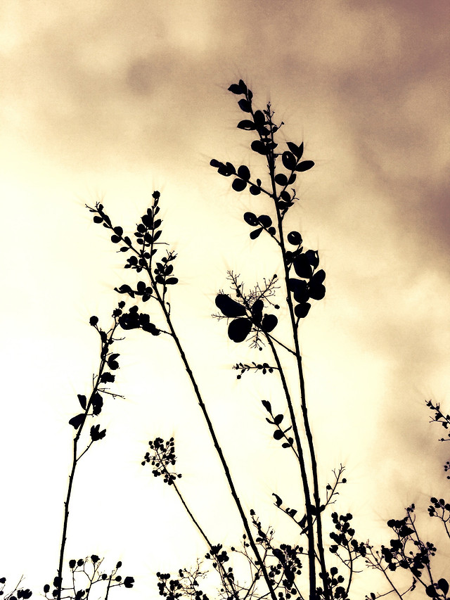 nature-flower-sky-flora-branch 图片素材