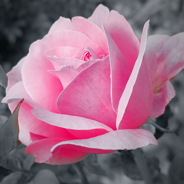 flower-nature-rose-flora-love 图片素材