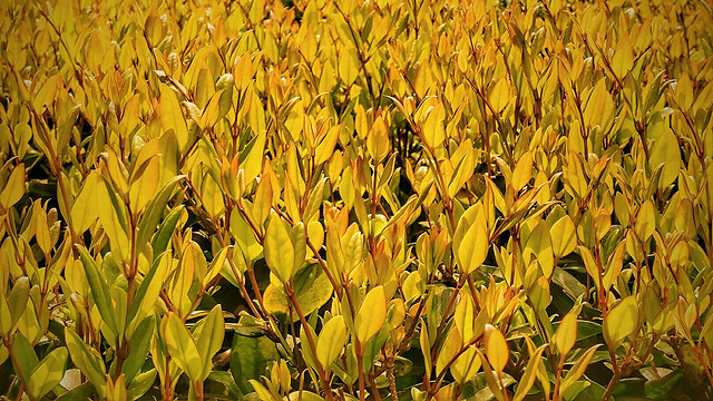 nature-leaf-flora-no-person-flower 图片素材