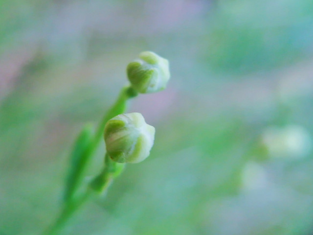 leaf-flora-nature-blur-growth 图片素材