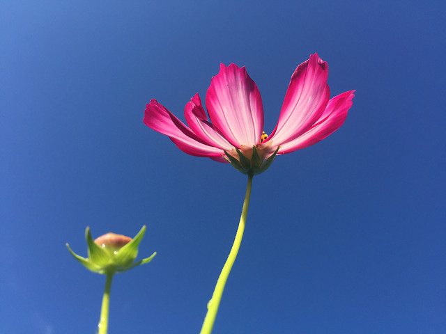 no-person-nature-flower-summer-leaf 图片素材
